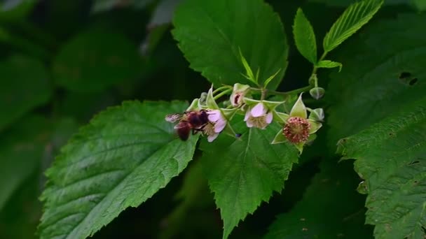 Abelha Coleta Néctar Flores Framboesas — Vídeo de Stock