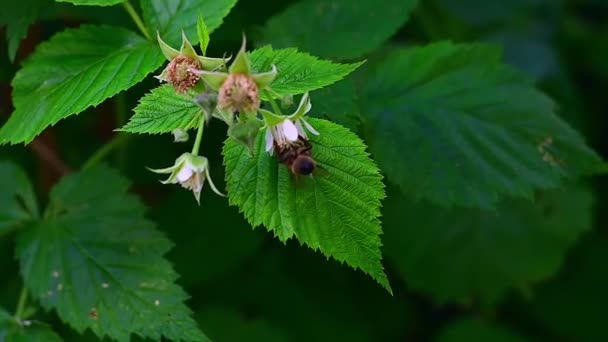 Μέλισσα Συλλέγει Νέκταρ Από Λουλούδια Των Σμέουρων — Αρχείο Βίντεο