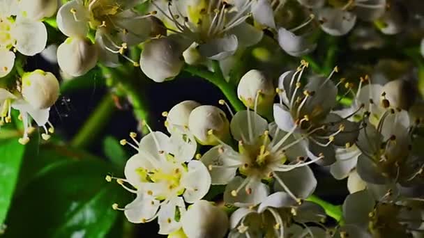 黒地に灰の木の花 — ストック動画