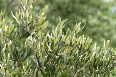 Tropik yeşil bitki örtüsü. Güneşli bir sonbahar günü. Yan görünüm.