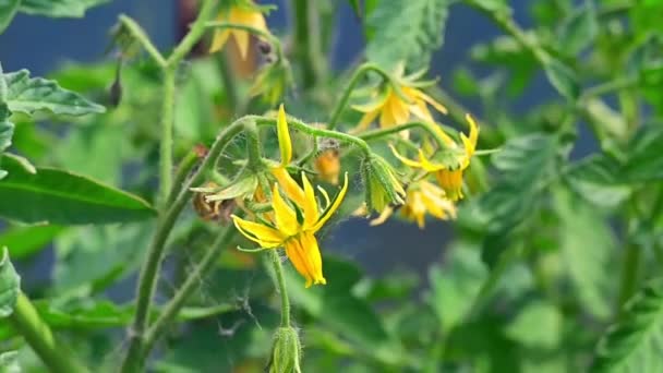 Paradicsom Virágok Készen Állnak Beporzásra Növény — Stock videók