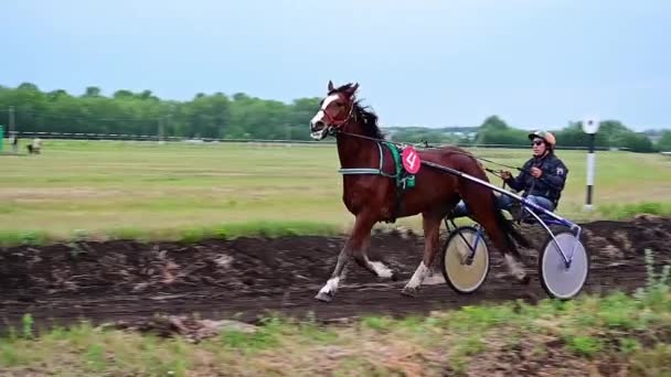 Racing Horse Carriage Two Wheells Bashkortostan Russia June 2021 — Stock Video