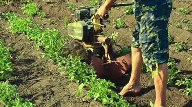 Adam patatesleri agromashine motorsikletçiye batırıyor. Bashkortostan, Rusya - 12 Haziran 2021.