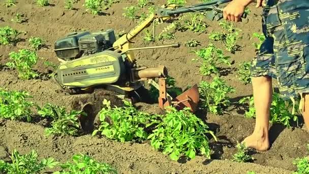Mens Dompelt Aardappelen Onder Met Agromashine Motorcultivator Bashkortostan Rusland Juni — Stockvideo
