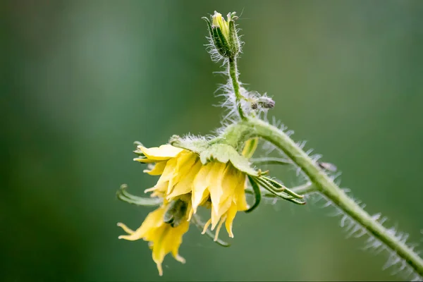 Flor Tomate Amarelo Fundo Borrado — Fotografia de Stock