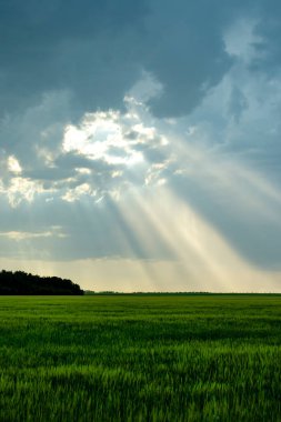 Green field of grass with heavy rain clouds and sunshine view.