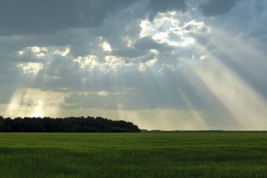 Green field of grass with heavy rain clouds and sunshine view.