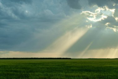 Green field of grass with heavy rain clouds and sunshine view.
