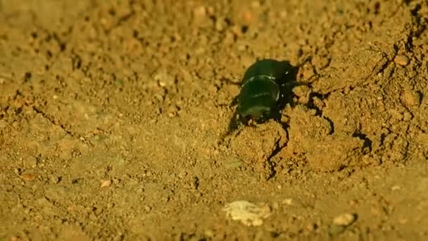 Stag Beetle Crawling Sand — Stock Video