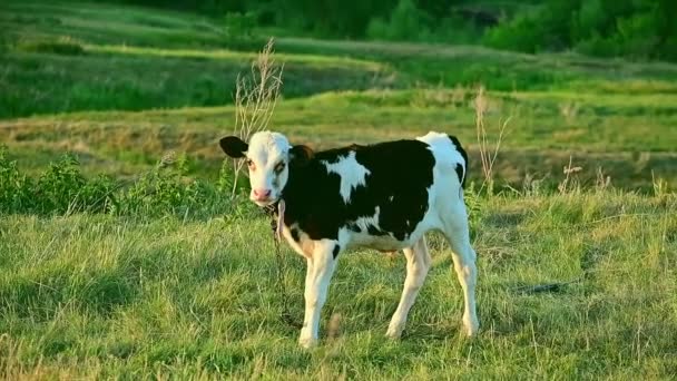 Ein Junger Bulle Mit Schwarz Weißen Flecken Weidet Sommer Auf — Stockvideo