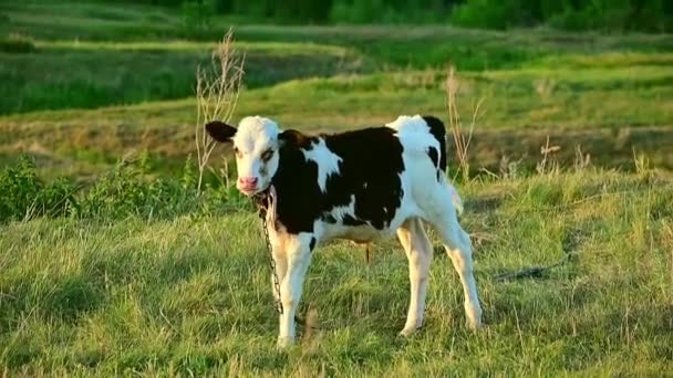 夏に黒と白の斑点のある若い雄牛が芝生の上で草を食べる — ストック動画