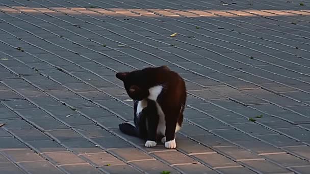 Czarny Kot Bieli Ulica — Wideo stockowe