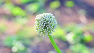 Soğan çiçeği. HD çözünürlüğünün yatay videosu.