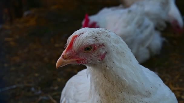 Frango Jovem Dia Livre Vídeo Horizontal Resolução — Vídeo de Stock