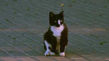 Beyaz kediyle siyah kedi. Sokak.