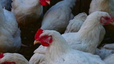 Genç tavuk ızgaraları. Gün, açık hava, HD çözünürlüğün yatay videosu.