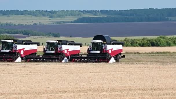 Mietitrebbie Sono Presenti Sul Campo Durante Raccolta Bashkortostan Russia Luglio — Video Stock