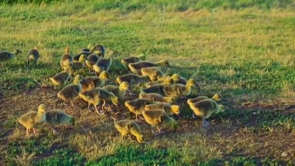 Young Goslings Run Lawn Sunset — Stock Video