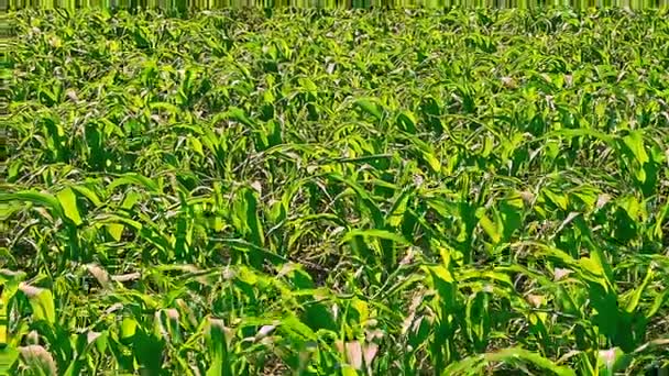 Brotes Maíz Verde Joven Campo — Vídeo de stock