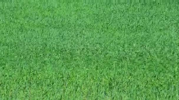 Green Young Wheatgrass Natural Background — Stock Video