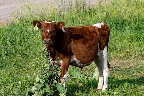 Ung Tjur Med Fläckig Färg Betar Gräsmattan Titta Kameran — Stockfoto