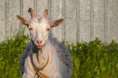 Yeşil yaz çayırındaki keçi. Ön manzara. Açık hava, gün ışığı kırsal bölge