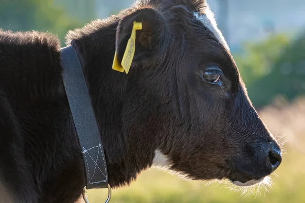 Ung Tjur Betar Gräsmattan Sidovy Utomhus Dagsljus Landsbygdsscen — Stockfoto