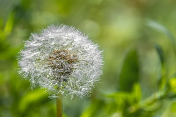 Witte Paardebloem Een Groene Achtergrond Natuur Buiten Daglicht Landelijk Tafereel — Stockfoto