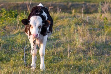 Genç boğa çimlerde otluyor. Ön manzara. Açık hava, gün ışığı kırsal bölge.