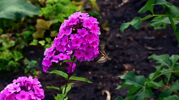 コウノトリは緑の背景に紫色の花を飛び越える スローモーション — ストック動画