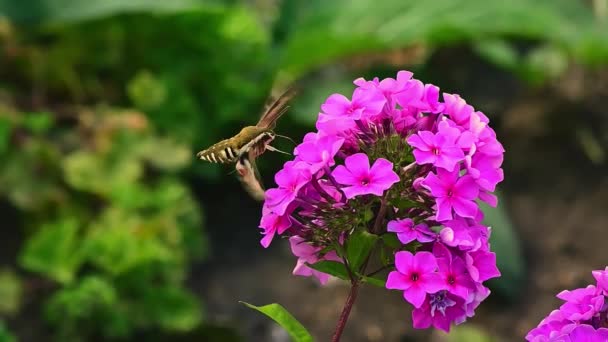 Jestřábí Hmyz Létá Nad Fialovým Květem Zeleném Pozadí Zpomalený Pohyb — Stock video
