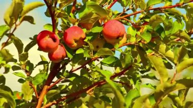 Güzel bir yaz gününde dalda kırmızı elmalar. Ağaçta büyüyen elmalar.
