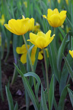 güzel Sarı laleler