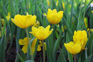 güzel Sarı laleler