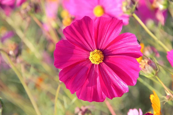 Cosmos — Stock Photo, Image