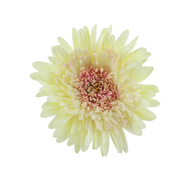 Gerbera flower isolated on white background — Stock Photo, Image