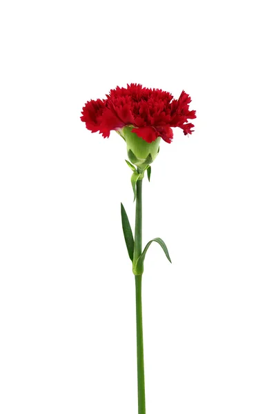 Red carnation flower isolated on white background — Stock Photo, Image