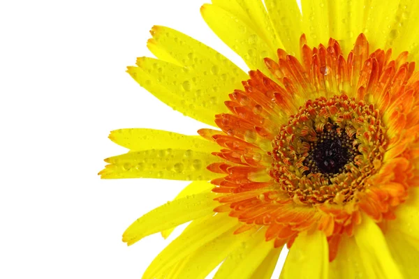 Bliska gerbera żółty kwiat na białym tle — Zdjęcie stockowe