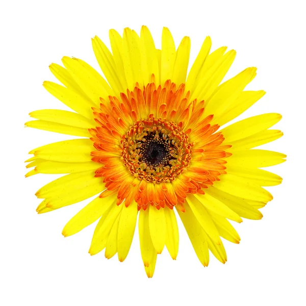 Flor Gerbera aislada sobre fondo blanco —  Fotos de Stock