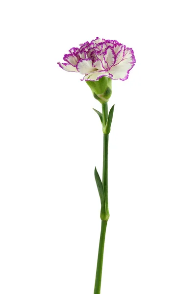 Fioletowy i biały Goździk kwiat na białym tle — Zdjęcie stockowe