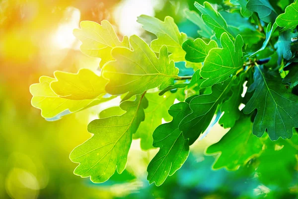 Green oak leaves — Stock Photo, Image