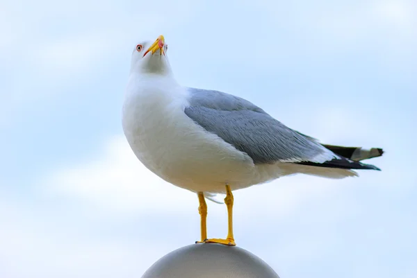 Gaivota junto ao mar — Fotografia de Stock