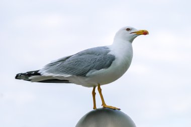 Deniz kenarındaki martı.