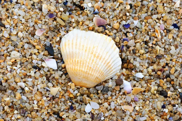 Playa de arena shell — Foto de Stock