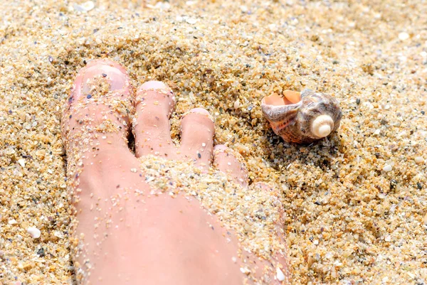 Cáscara del pie arena — Foto de Stock
