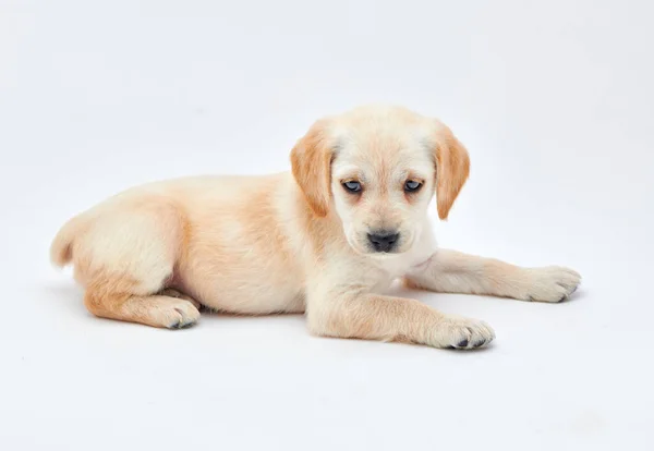 Mladá štěňátka plemene Cocker Spaniel střílel zblízka ve studiu — Stock fotografie