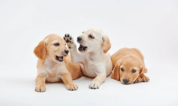 Yavru Cocker Spaniel 'in yavruları stüdyoda yakın çekim yaptılar.