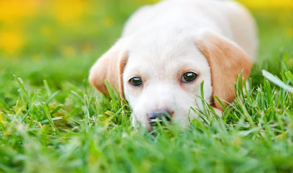 Mladá štěňátka plemene Cocker Spaniel střílel zblízka ve studiu — Stock fotografie