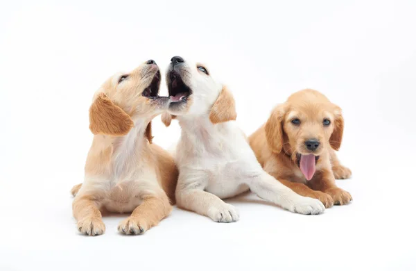 Jonge pups van het ras Cocker Spaniel shot close-up in de studio Rechtenvrije Stockafbeeldingen