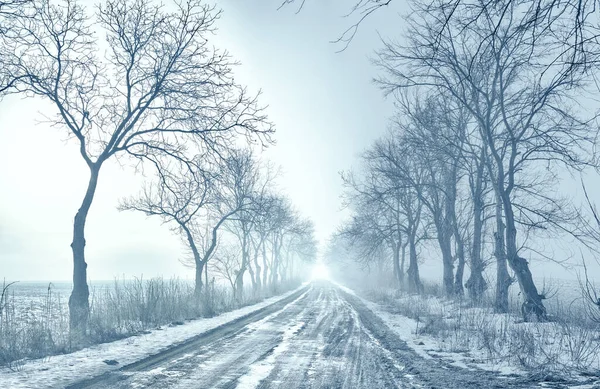 両側に木が茂る冬の道路霧の灰色 ロイヤリティフリーのストック画像